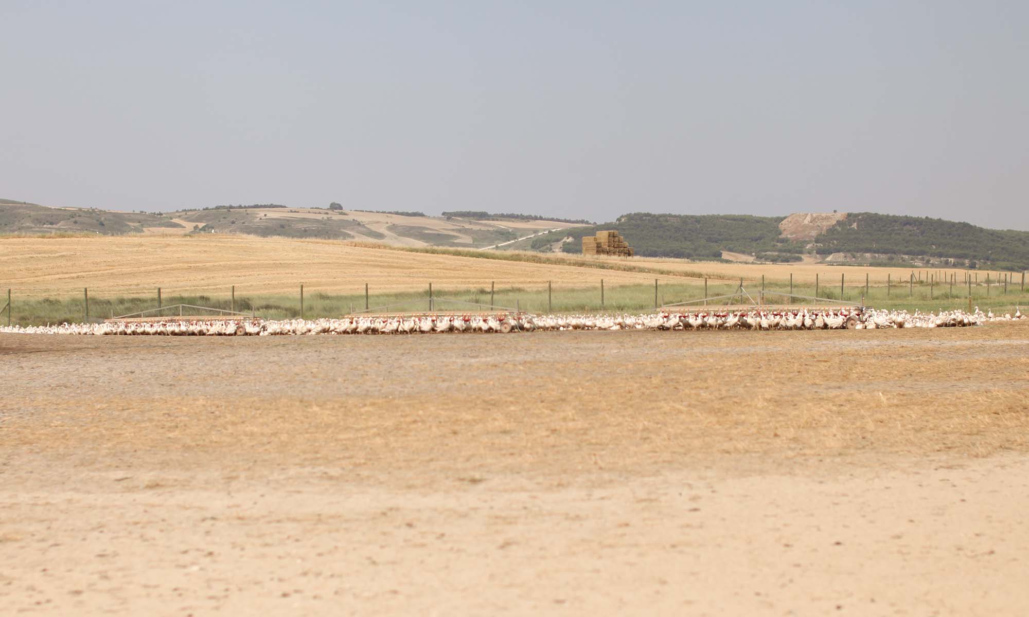 NANGA